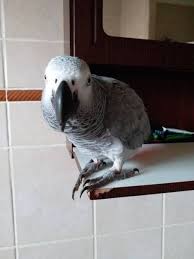 Bird Aviary For Sale Gauteng Lost African Grey Parrot Bird Mondeor Johannesburg South Gauteng Gp South Africa L40830 In 2020 African Grey Parrot African Grey Losing A Pet