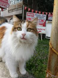 Goztepe Istanbul Hayvanlar Kedi Istanbul