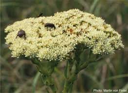 Image result for Crassula vaginata