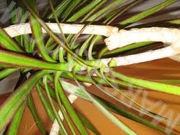 Commonly called a dragon tree, and sometimes a madagascar dragon tree, the dracaena marginata is a great houseplant, and very easy to grow. Madagascar Dragon Tree Care Of Dracaena Marginata