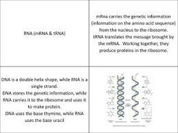 Dna mutations multiple choice questions. Genetic Mutations Muytatogns Ppt Video Online Download