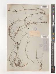 Image result for Kohautia caespitosa