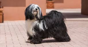 The löwchen is a cheerful, lively, affectionate dog. Lowchen Dog Breed Profile Petfinder