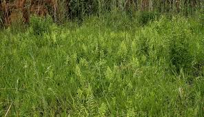 Image result for Thelypteris confluens