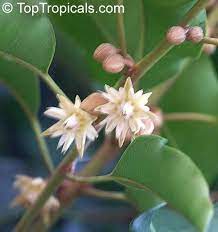 Enchanted Aromas Fragrant Plants Of Annonaceae Family Plants Fragrant Plant Fragrant