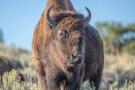 Image result for Hylebates