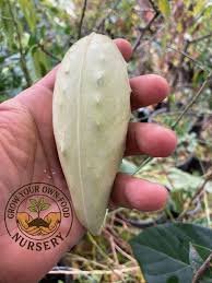 Image result for Cynanchum