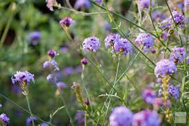 Image result for foto verbena
