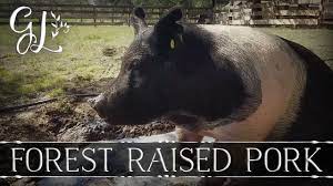 Preparing To Butcher A Pig Part 1 Adorable Farm Animals Raised With Love Youtube