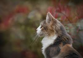 Still haven't found a good cat name? The 20 Most Popular Cat Names In The Us Meowingtons
