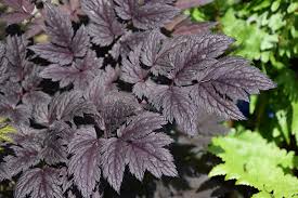 Image result for Bambekea racemosa