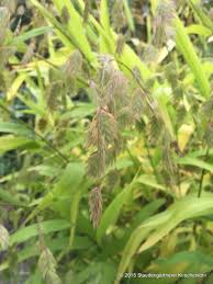 Check spelling or type a new query. Chasmanthium Latifolium Graser