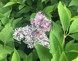 Why do my lilac leaves curl and turn brown? Growing Caring For And Propagating Miss Kim Lilac Mike S Backyard Nursery