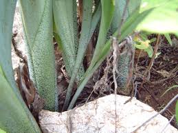 Image result for Ornithogalum pulchrum