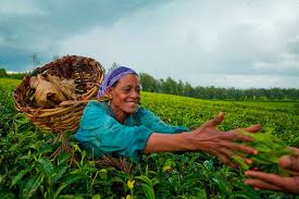 Huge collection, amazing choice, 100+ million high quality, affordable rf and rm images. Meet Ethiopian People Their Culture Hospitality Kindness