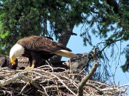 Eagles nest in ascension ranch, california | choose to camp eagles nest and be perched at the top of ascension ranch for amazing views of folsom lake by day, and city lights by. Red Tailed Baby Hawk Raised In Eagles Nest American Eagle Foundation