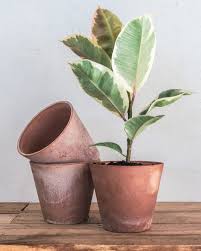 Image result for Ficus elastica