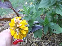 Deadhead your roses continually throughout the flowering season to encourage repeat flowering. The Secret To Deadheading Plants Deadheading Perennial Plants Hgtv