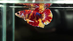Please checkout my video on nemo ép cặp cá betta nemo galaxy vip | betta chia sẻ kinh nghiệm địa chỉ shop : Live Betta Fish Male Tiger Nemo Halfmoon Plakat Hmpk 2324 Youtube
