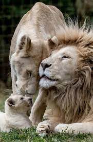 The Lion King Family Animals Animals Beautiful Majestic Animals