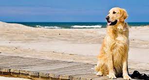 Take care of one of our dogs as they transition to their forever home. Home