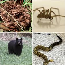 In the u.s., the three significant species of latrodectus, or widow spiders, to watch for are the a dog may be bitten while indoors or outdoors, as black widows are known to frequent both. 17 Things Lurking In The Woods Of Ohio That Can Kill You Cleveland Com