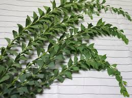 アカシア ミモザ 三角葉アカシア カルトリフォラミス Nae Ya Herbal Tree Shop ハーバルツリーショップ なえや