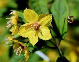 Image result for Lysimachia