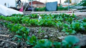 Water frequently but pay attention to not overwater the soil. Why Australia Imports So Many Veggie Seeds And Do We Really Need To Treat Them With Fungicides