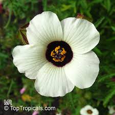 Image result for Hibiscus trionum