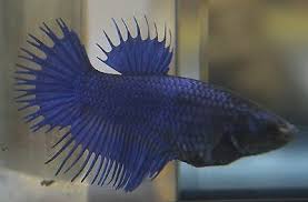 To uphold the standing we have built up in this hugely competitive industry, we are readily involved in bringing forth a comprehensive consignment of crowntail betta. Live Betta Fish Imported Female Royal Blue Crowntail 25 00 Picclick