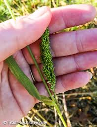 Image result for Echinochloa colona