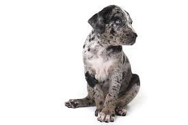 Catahoula Leopard Dog Dog Breed Information American