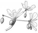 Image result for Manilkara mochisia