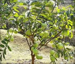 V K GLOBAL Live Thai Guava Fruit Plant I With Growbag : Amazon.in: Garden &  Outdoors