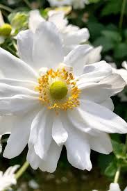 Image result for Anemone transvaalensis