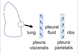 Micrograph of benign mesothelial cells. Tight Junction Physiology Of Pleural Mesothelium Semantic Scholar