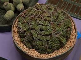 We are an affiliate of the cactus and succulent society of america. Pin On Succulents