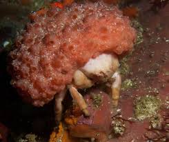 Image result for Pseudobersama