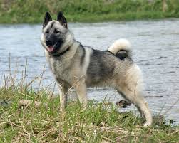 Contact us today to learn more about the availability of our norwegian elkhound puppies for sale. The Norwegian Elkhound Is One Of The Ancient Northern Spitz Type Breed Of Dog And Is The National Dog Of N Elkhound Puppies Dog Breeds Medium Cold Weather Dogs