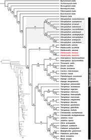 Image result for Flabellariopsis acuminata
