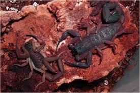 Image result for Chloris mossambicensis