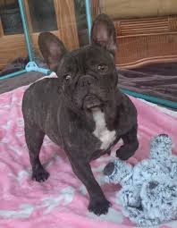 High quality french bulldog breeder located in south florida. Chocolate Brindle Female French Bulldog Choco The French Bulldog