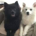 Und noch zu der frage was gemacht wird: Wann Wachst Bei Hunden Die Fontanelle Zu Tiere Medizin Hund