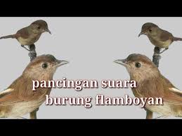 Mengenal lebih dekat burung gunung si flamboyan di lengkapi dengan perbedaan jantan dan betina. Download Suara Pikat Burung Flamboyan Mp3 2 8 Mb Kicau Siburung Com