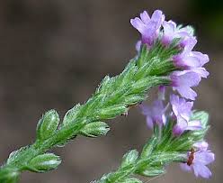 Image result for Verbena litoralis