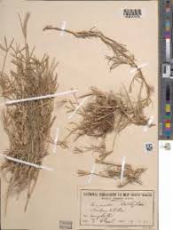 Image result for Cynodon incompletus