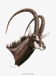 Sable Antelope 30 X 22 African Game Animal Illustration Art Animal Paintings Animal Art
