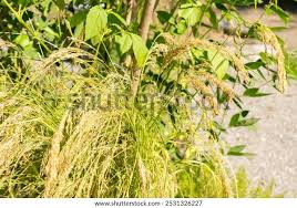 Image result for Eragrostis tef