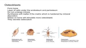 Contains many osteocytes within lacunae organized around blood vessels. Types Of Bone Cells Osteoclasts Osteoblasts Osteocytes